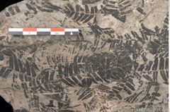 Foto (Detailansicht) von Gleichinites austriacus Ettingshausen (NHMW-GEO-2024-0188-10528)